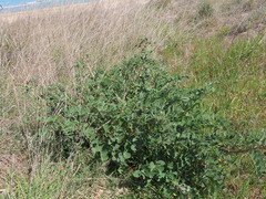 Sulla coronaria