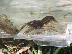 Cambarellus diminutus