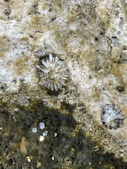 Siphonaria normalis