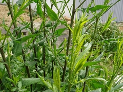 Mantisalca salmantica