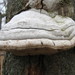 木蹄層孔菌 - Photo 由 Vladimir Travkin 所上傳的 (c) Vladimir Travkin，保留部份權利CC BY-NC