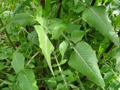 Mantisalca salmantica