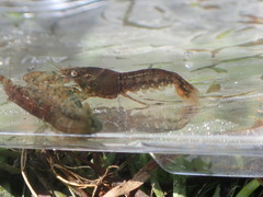 Cambarellus diminutus