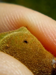 Conopomorpha cyanospila