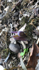 Jeffersonia diphylla