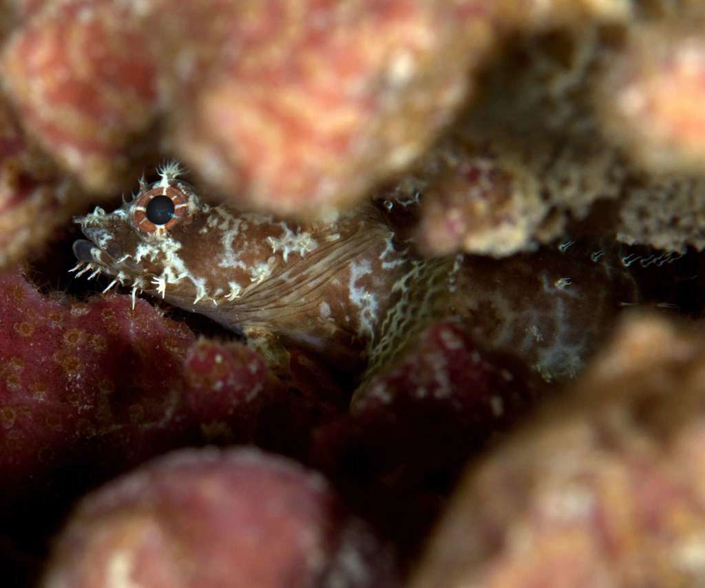 Glover's Reef Toadfish