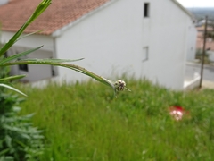 Mantisalca salmantica