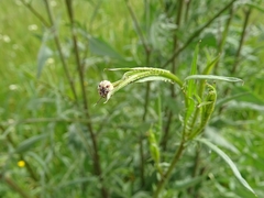 Mantisalca salmantica