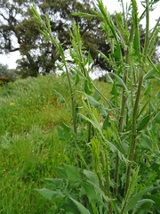 Mantisalca salmantica