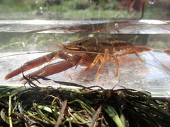 Procambarus lecontei