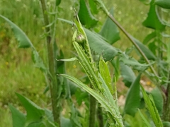 Mantisalca salmantica