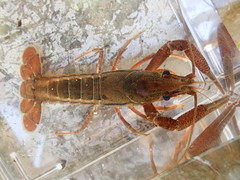 Procambarus lecontei