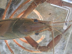 Procambarus lecontei