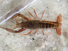 Procambarus lecontei