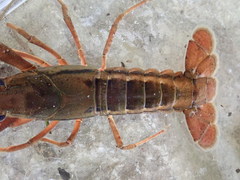 Procambarus lecontei