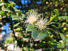 Syzygieae