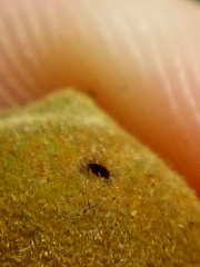 Conopomorpha cyanospila