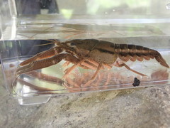 Procambarus lecontei