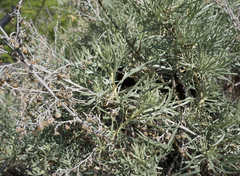 Artemisia nesiotica