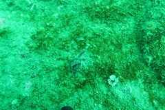 Paracyathus stearnsii