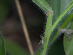 Tettigoniidae