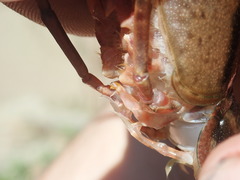 Procambarus lecontei