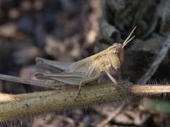 Orthoptera