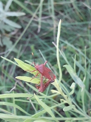 Athaumastus haematicus