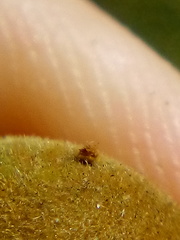 Conopomorpha cyanospila