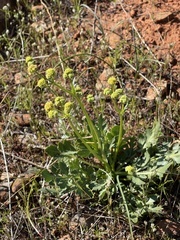 Sanicula bipinnatifida
