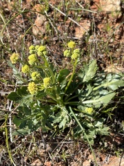 Sanicula bipinnatifida