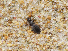 Anthicidae