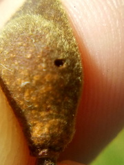 Conopomorpha cyanospila