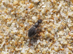 Anthicidae