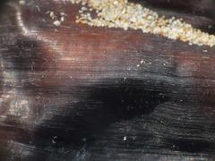 Raja asterias
