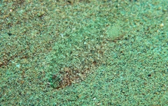 Arnoglossus