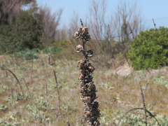 Verbascum niveum garganicum