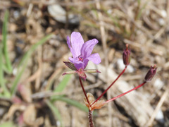 Erodium laciniatum