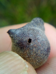 Conopomorpha cyanospila