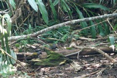 Trochalopteron melanostigma