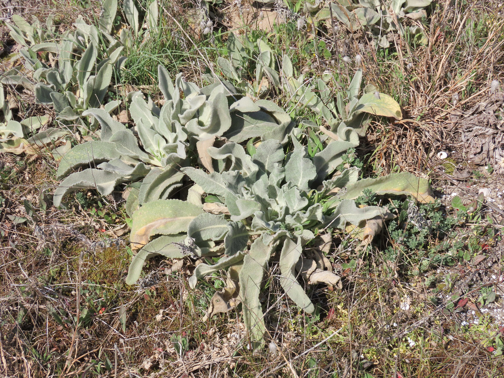 Verbascum niveum