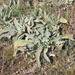Verbascum niveum garganicum - Photo (c) Emanuele Santarelli, algunos derechos reservados (CC BY-SA), subido por Emanuele Santarelli