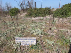 Verbascum niveum garganicum
