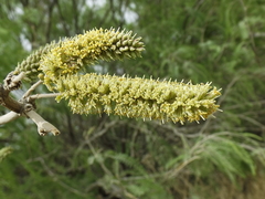 Prosopis odorata