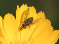 Usia
