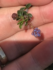 Ceanothus foliosus