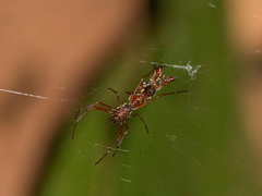Micrathena swainsoni
