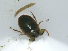 Ambrysus circumcinctus