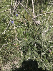 Ceanothus foliosus