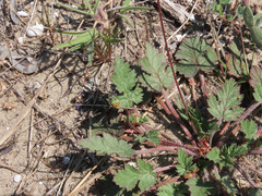 Erodium laciniatum